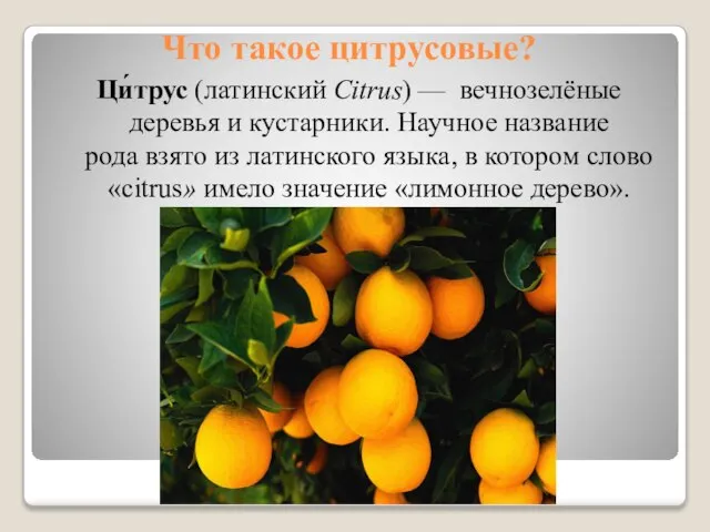 Что такое цитрусовые? Ци́трус (латинский Citrus) — вечнозелёные деревья и кустарники. Научное