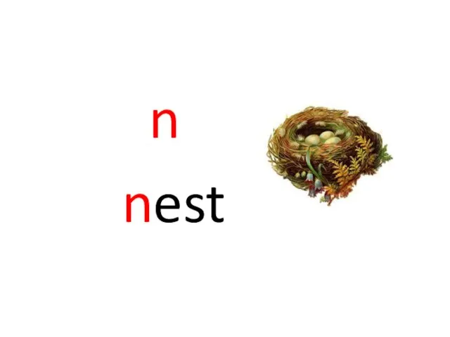 n nest