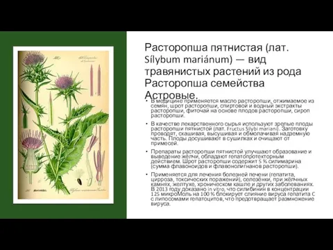 Расторопша пятнистая (лат. Sílybum mariánum) — вид травянистых растений из рода Расторопша