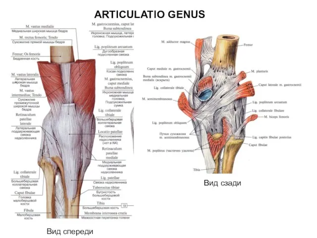 ARTICULATIO GENUS Вид сзади Вид спереди