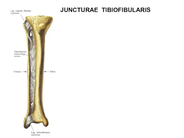 JUNCTURAE TIBIOFIBULARIS