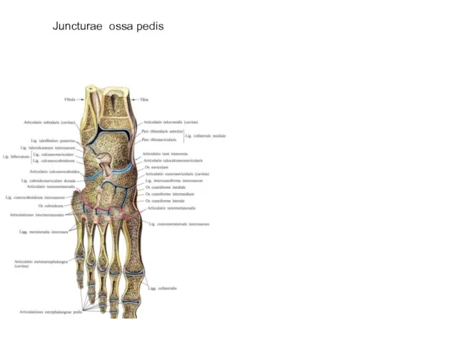 Juncturae ossa pedis