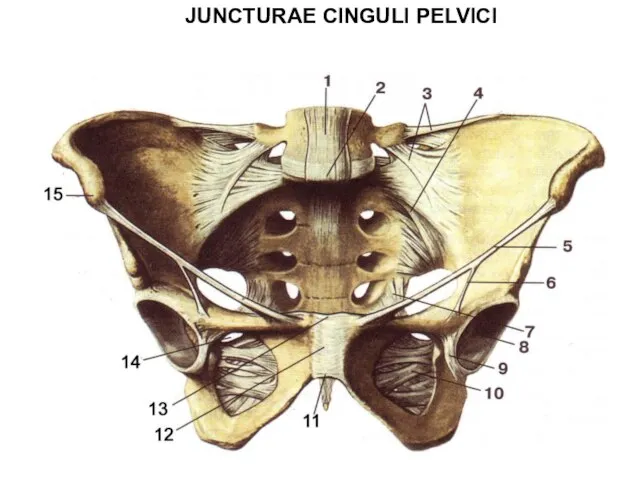 JUNCTURAE CINGULI PELVICI