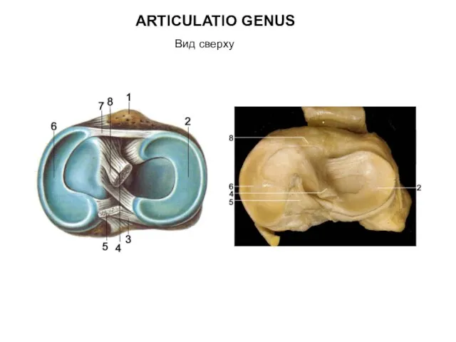 ARTICULATIO GENUS Вид сверху