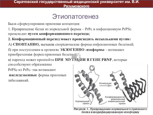 Этиопатогенез Была сформулирована прионная концепция: 1. Превращение белка из нормальной формы –