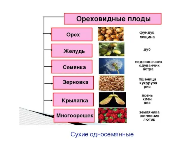 Сухие односемянные