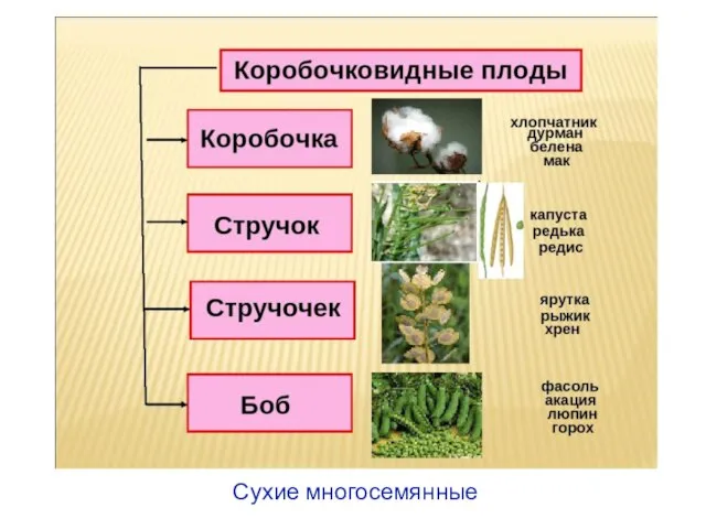 Сухие многосемянные