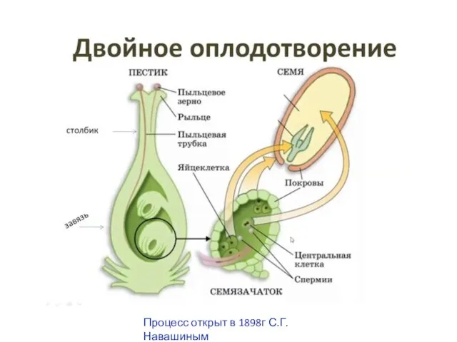 Процесс открыт в 1898г С.Г.Навашиным