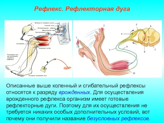 Рефлекс. Рефлекторная дуга Описанные выше коленный и сгибательный рефлексы относятся к разряду