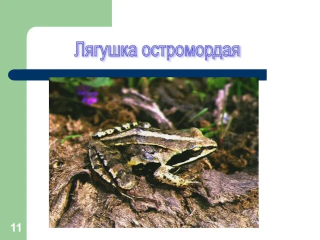 Лягушка остромордая
