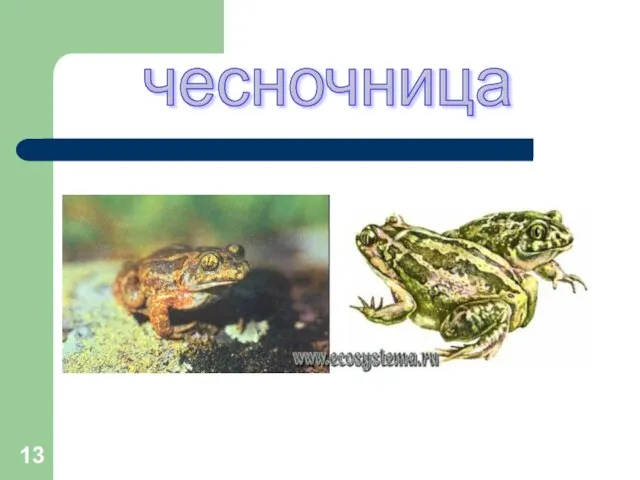 чесночница