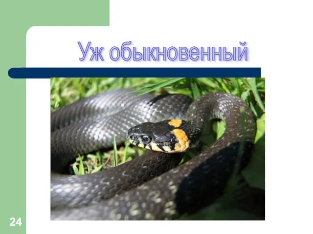 Уж обыкновенный