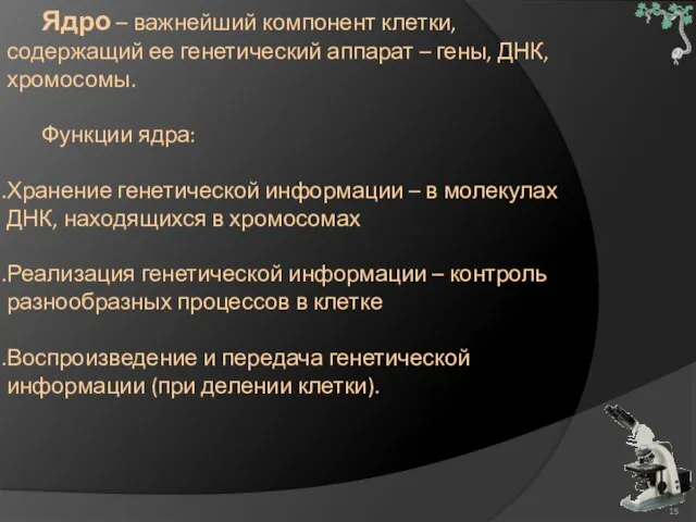 Ядро – важнейший компонент клетки, содержащий ее генетический аппарат – гены, ДНК,