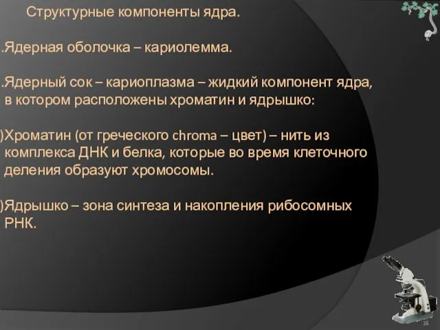 Структурные компоненты ядра. Ядерная оболочка – кариолемма. Ядерный сок – кариоплазма –