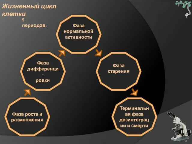 Жизненный цикл клетки. Фаза роста и размножения Фаза дифференци- ровки Фаза нормальной