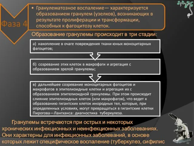 Образование гранулемы происходит в три стадии: Гранулемы встречаются при острых и некоторых