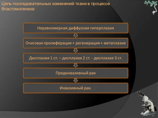 Цепь последовательных изменений ткани в процессе бластомогенеза: