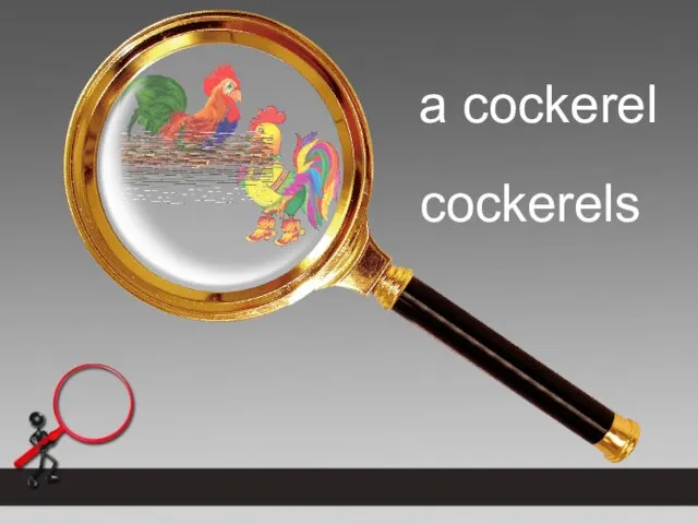 a cockerel cockerels