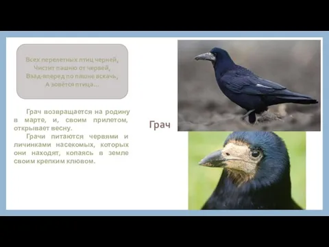 Грач Грач возвращается на родину в марте, и, своим прилетом, открывает весну.