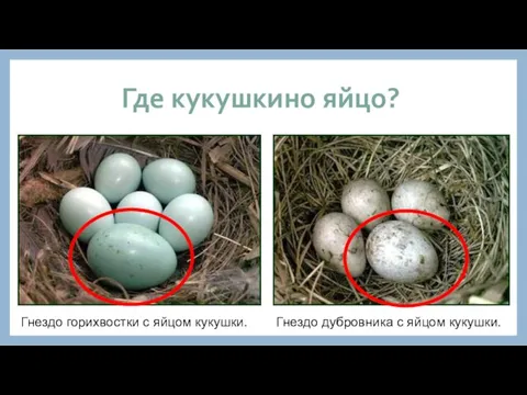 Где кукушкино яйцо? Гнездо горихвостки с яйцом кукушки. Гнездо дубровника с яйцом кукушки.