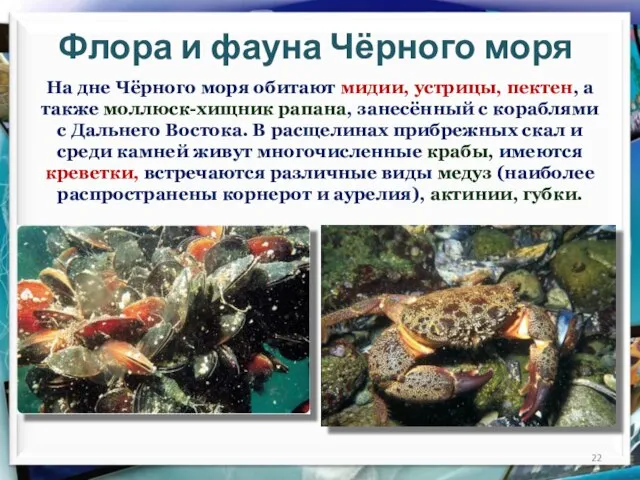 Флора и фауна Чёрного моря На дне Чёрного моря обитают мидии, устрицы,