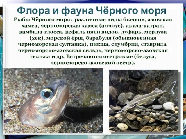 Флора и фауна Чёрного моря Рыбы Чёрного моря: различные виды бычков, азовская