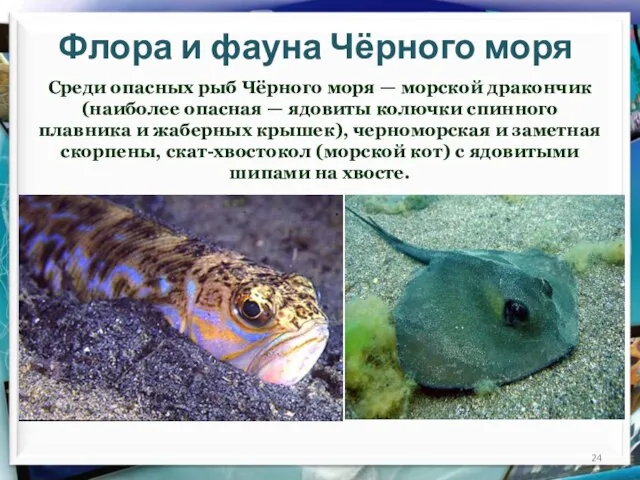 Флора и фауна Чёрного моря Среди опасных рыб Чёрного моря — морской