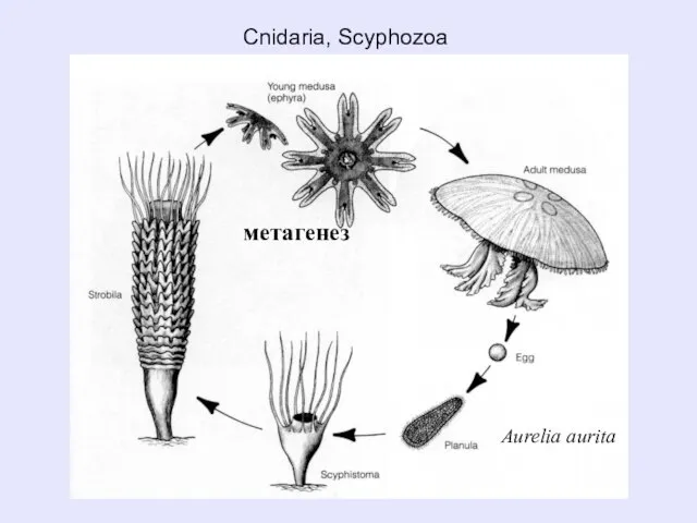 Cnidaria, Scyphozoa Aurelia aurita метагенез