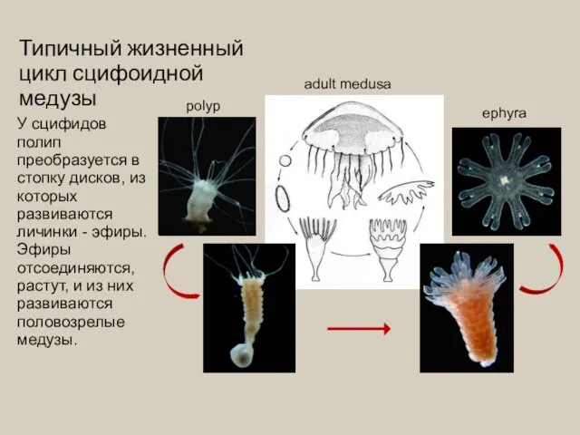 ephyra polyp Типичный жизненный цикл сцифоидной медузы adult medusa У сцифидов полип