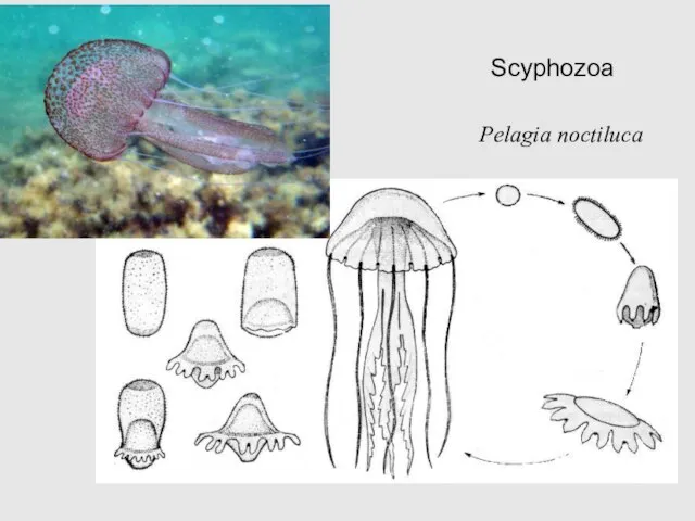 Scyphozoa Pelagia noctiluca