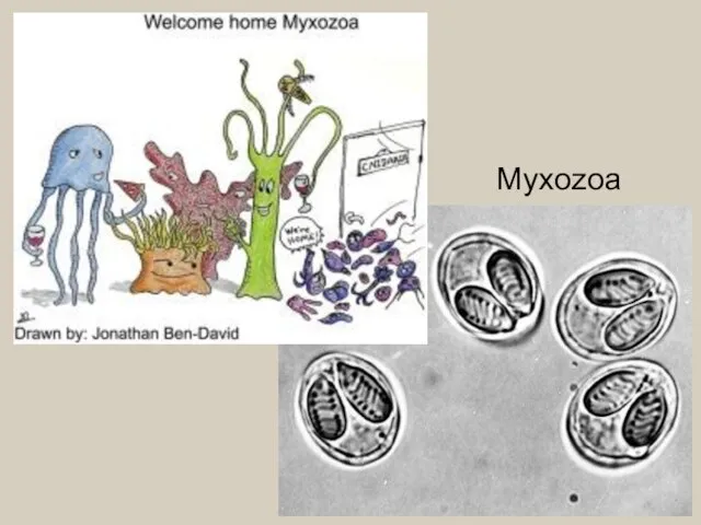 Myxozoa