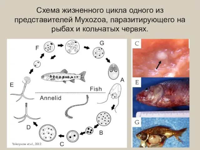 Схема жизненного цикла одного из представителей Myxozoa, паразитирующего на рыбах и кольчатых