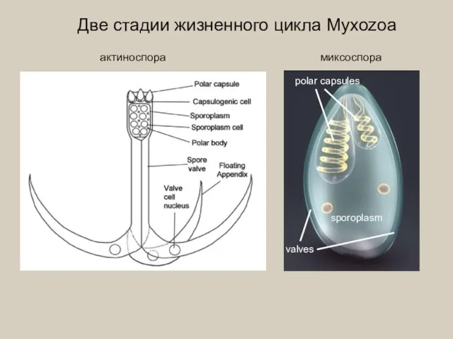 Две стадии жизненного цикла Myxozoa актиноспора миксоспора polar capsules sporoplasm valves