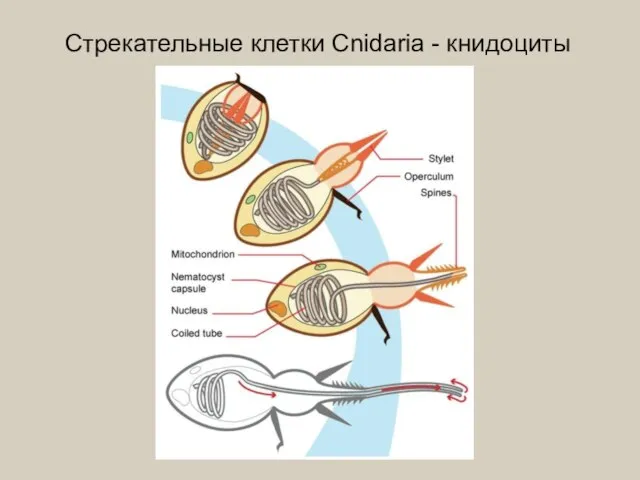 Стрекательные клетки Cnidaria - книдоциты