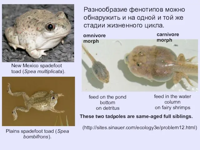 These two tadpoles are same-aged full siblings. (http://sites.sinauer.com/ecology3e/problem12.html) omnivore morph carnivore morph