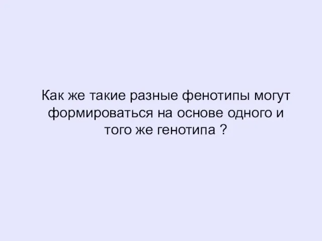 Как же такие разные фенотипы могут формироваться на основе одного и того же генотипа ?