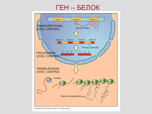 ГЕН -- БЕЛОК