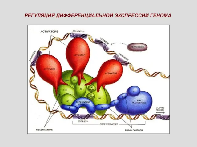 РЕГУЛЯЦИЯ ДИФФЕРЕНЦИАЛЬНОЙ ЭКСПРЕССИИ ГЕНОМА