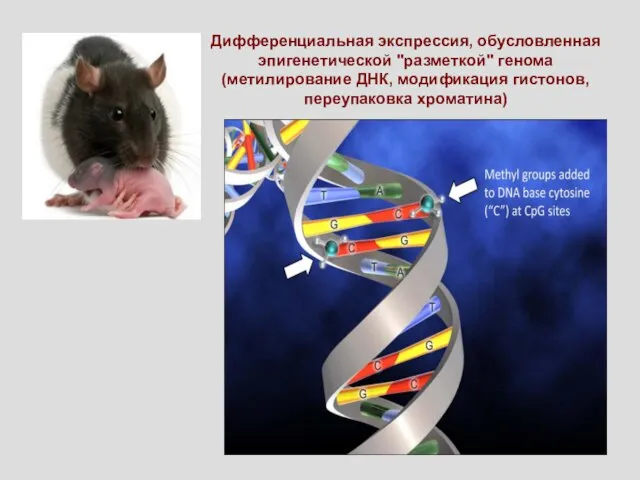 Дифференциальная экспрессия, обусловленная эпигенетической "разметкой" генома (метилирование ДНК, модификация гистонов, переупаковка хроматина)