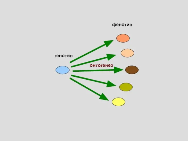 генотип фенотип онтогенез