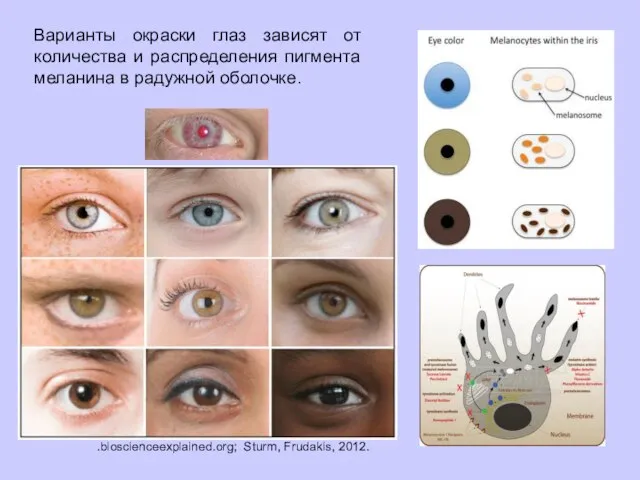 Варианты окраски глаз зависят от количества и распределения пигмента меланина в радужной