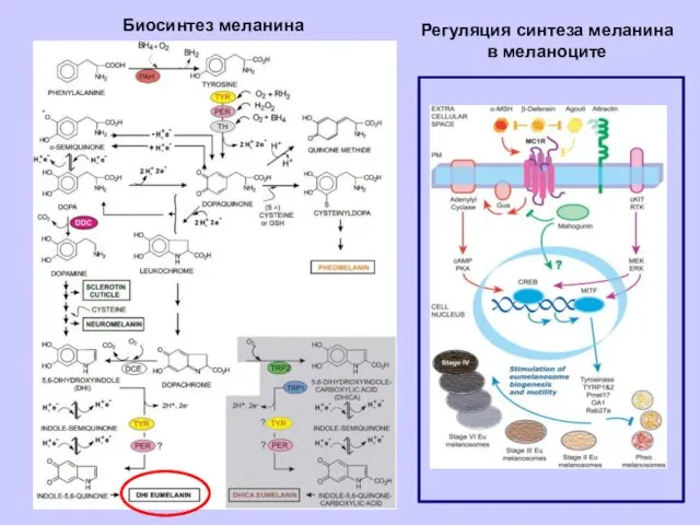 Биосинтез меланина Регуляция синтеза меланина в меланоците