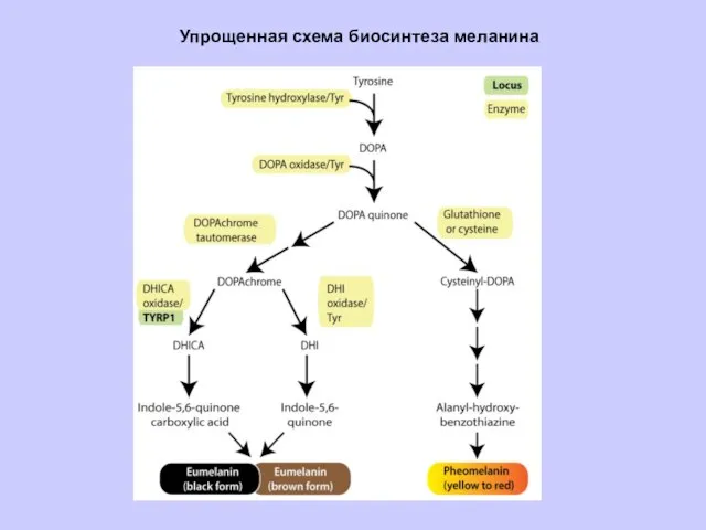 Упрощенная схема биосинтеза меланина