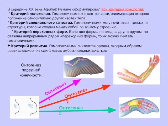 Онтогенез передней конечности. Онтогенез 1 Онтогенез 2 Онтогенез 3. В середине XX