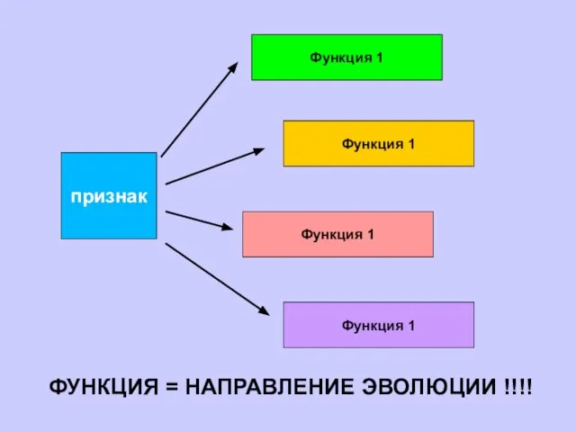 признак Функция 1 Функция 1 Функция 1 Функция 1 ФУНКЦИЯ = НАПРАВЛЕНИЕ ЭВОЛЮЦИИ !!!!