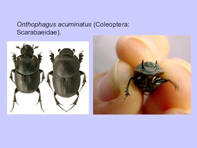 Onthophagus acuminatus (Coleoptera: Scarabaeidae).