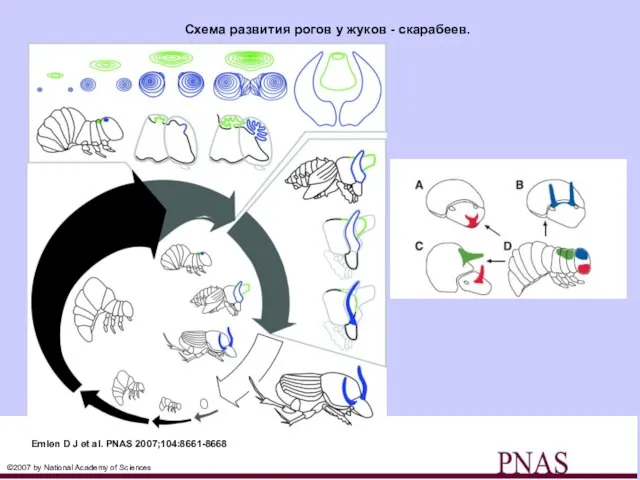 Схема развития рогов у жуков - скарабеев. Emlen D J et al.