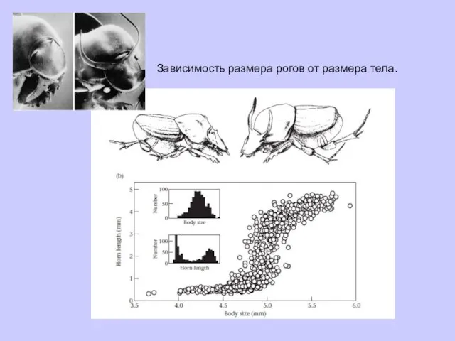 Зависимость размера рогов от размера тела.