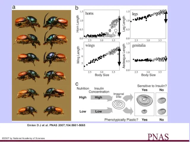 Nutrition-dependent phenotypic plasticity and allometry in insects. Emlen D J et al.