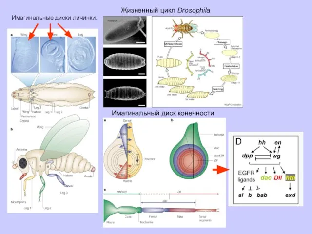 Жизненный цикл Drosophila Имагинальные диски личинки. Имагинальный диск конечности